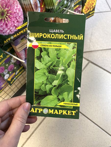 щавель Широколистный